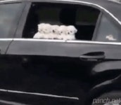 운전중 옆에서 도발하는 차량.gif