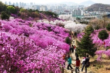 Pin page Pin on 봄 꽃