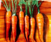 마카#드로잉 #art#markerart#marker#drawing#color#color edpencil#polychromospencils #drawdrawdraw #carrot#당근#vegetable #plant#캐럿 #홍당무