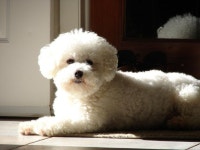 Pets에 관한 336개의 최상의 Pinterest 이미지 | Bichon frise, 강아지 및 개 Pets