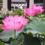 봉은사 연꽃  #힐링#연꽃#민박#게스트하우스#제주외할망네#제주도#김녕#김녕독채#제주독채#김녕숙소#제주여행#제주풍경... 