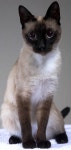 Cats에 관한 17개의 최상의 Pinterest 이미지 Cats