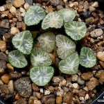 (특가할인)화소운만상(중묘이상) 102-41(Haworthia maughanii) - 하월시아(Haworthia)