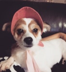 #강아지모자 #개모자 #루시 #반려견 #개스타그램 #멍스타그램 #견스타그램 #독스타그램 #dog #dogstagram #doghat by han_wool #lacyandpaws