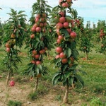 Apples에 관한 7개의 최상의 Pinterest 이미지 | 정원 가꾸기, 과일 나무 및 과일 농장 Apples