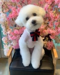 비숑프리제  비숑  follow  개스타그램  maltipoo  개  bichon  bichonfrise  instafamous   멍뭉이  like  daily... 