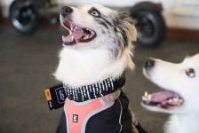 #악동타임즈 #반려견교육 #애견훈련소 #애견호텔 #보더콜리 #반려견  akdongtimes 비맞고 등산한 보람이 있음 엄마미 비오니 내신발이... 