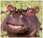 Pin page Funny Hippo Pictures - Hilarious Memes and Reactions