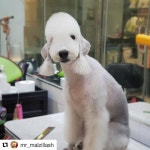 #멍멍샤워 #부천애견미용 #애견미용 #비숑 #비숑프리제  #비숑미용 #멍멍이일상 #トイプードル  #developermong #푸들미용... 