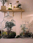 Pin by Raymond Heaney on 테라리움 in 2020 | Decorative jars