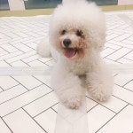 #꿈린히로  #       #dogkindergarten #꿈에개린 #꿈린 #강남강아지호텔 #대형견호텔 #강남강아지유치원 #애견호텔 #애견유치원 #강아지호텔...