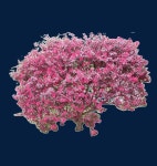 나무 | Tree