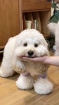 귀여운 강아지 귀여운 강아지 #멍스타그램 #개스타그램 #댕댕이