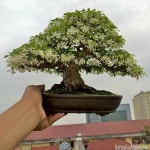 Pin by 나 나 on 분재 | Bonsai, Plants, Garden