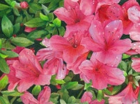 Botanical Art by Angela Bartlett | 색연필