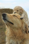 ownn♥에 관한 225개의 최상의 Pinterest 이미지 | 웃긴 동물, 귀여운 강아지 및 귀여운 동물 ownn♥