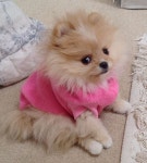 74 best Pups images on Pinterest | 포메라니아, 강아지 및 애완동물 Pups