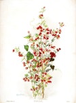 청실침구,수예 | http://www.smhshop.com.au/boronia-pinnata-boronia-by-margaret-flockton-1901-1904 | 자수 침구