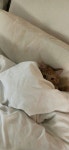 Pin by 이지홍 on 고양 | Cute cats, Dog cat, Pets