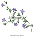 페리윙클의 수채류. 스톡 일러스트 756393283 | Shutterstock