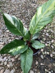 안스플라워&가드닝，안스그린월드 | Anthurium variegated | 식물, 실내용 화초