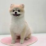 진짜 세절예 달래 달래는 오늘 걸어다니는 인형이였어요 포캣멍... 인형이였어요 포캣멍 오는 애기들 거의 미… | Pet groomers, Pets, Animals