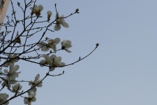 Flowers에 있는 창호 양님의 핀 | 목련