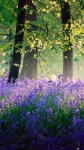 Wild forest에 관한 상위 25개 이상의 Pinterest 아이디어 | 등산로, 오레곤 및 오레곤 여행