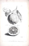 Pin by 정은 한 on 과일 및 푸드 | Botanical illustration black, white, Fruits drawing, Botanical illustration