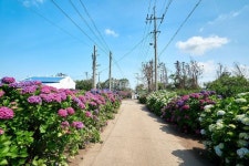 소개하는 입장료가 없는 제주 수국맛집 10곳 💐 (아래 내용은 사진 순입니다.) 1. #안성리수… - 2021 | 시골, 사진, 인스타그램