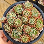 나나후크미니자연군생(E. nanahukumini) - 다육식물(Succulent) 나나후크미니자연군생(E. nanahukumini) - 다육식물(Succulent) di 2024