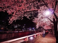 며칠후면 여름이 올지도... #봄#대구#꽃보라동산#벚꽃#야경#사진#일상#소통#spring#Daegu#c… | Outdoor, Snow