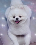 Cute Pomeranian Spitz Mishimishi에 있는 Mishimishi님의 핀 - 2021