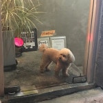 Instagram의 𝘽𝙤𝙧𝙖𝙗𝙤𝙧𝙖님: “9월30일 그리고 10월 29일 한달동안 털찐 강아지” | 강아지, 10월