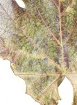 Leaves에 관한 36개의 최상의 Pinterest 이미지 | 수채화, 가을 및 식물 Leaves
