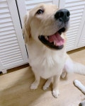 육아  대형견가족  꽃개  미소  웃개  골든리트리버  GoldenRetriever  리트리버  Retriever  pet… | Instagram posts, Golden retriever