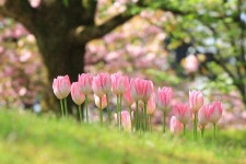Spring에 관한 16개의 최상의 Pinterest 이미지 Spring