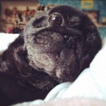 Pugs에 관한 187개의 최상의 Pinterest 이미지 | 강아지, 동물 및 아기 동물 Pugs