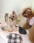 プードル #푸들 #푸들 #caniche #ddduxxxi #愛犬 #dog #dogfinstagram #miniyorkie #york… | ヨークシャーテリア, 首輪 犬, 可愛い