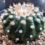 실생 단자작약환5706(Notocactus ubelmannianus) - 선인장(Cactus) 실생 단자작약환5706(Notocactus ubelmannianus) - 선인장... 