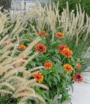 Pennisetum orientale ‘Karley Rose’ with Zowie! Yellow Flame Zinnia. | 꽃, 정원