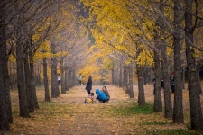 Hongcheon Ginkgo Forest (홍천 광원리 은행나무숲)  #강원도... 은헹나무숲 #가을 #단풍 #44번국도 #미시령... 