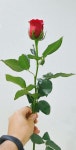 Pin page Sunflowers에 있는 Dee DeLoy님의 핀 - 2024 | 꽃 사진, 꽃, 장미