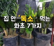 집안 독소 먹는 화초 7가지 | 작은 화분, 화분, 화분 식물