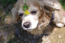 쥐네 : 연휴의 꽃개 | 개, 강아지, 꽃