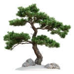 고립된 녹색 소나무, 소나무, 나무 클립 아트, 고립 된 나무 PNG 일러스트 및 이미지 에 대한 무료 다운로드 - Pngtree