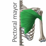 Pin de 혜원 이 en Muscle fitness | Músculos del cuerpo humano, Anatomia humana musculos, Cuerpo humano anatomia