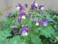 Flores hermosas에 있는 albi guzman님의 핀 | 꽃, 화관, 야생화
