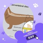 우리동네 동물병원 혜택 앱 | 말캉 on Instagram: 말캉의 건강 소식!... 우리의 사랑스러운 반려동물들도 허리 건강을 체크해야 한답니다. 특히... 