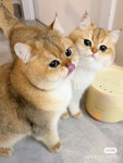 Pin page CUTE ANIMALS 🐷🐻🐸🐣에 있는 핀 - 2024